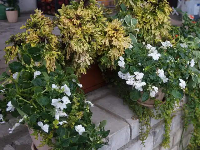 Контейнерные композиции с бальзамином украсят тенистый внутренний дворик или террасу