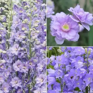 Лиловые цветы в оформлении участка