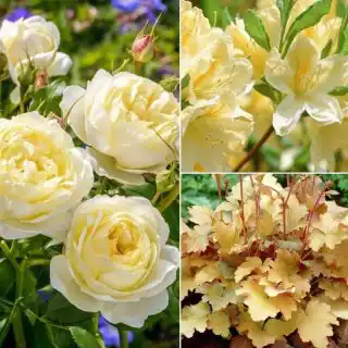 Вариант оформления в кремовом цвете