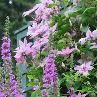 Розовый цвет в оформлении сада