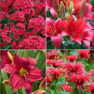 Красный цвет в оформлении сада