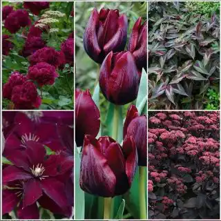 Винные тона в оформлении цветника