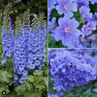 Синие тона в оформлении цветника