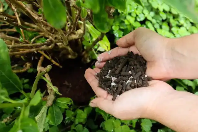 По весне гортензиям, как и всем садовым растениям, нужен прежде всего азот.