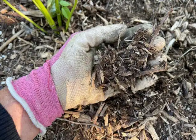 Старую мульчу, если не перепрела за зиму, убирают или перекапывают, насыпают новый слой.