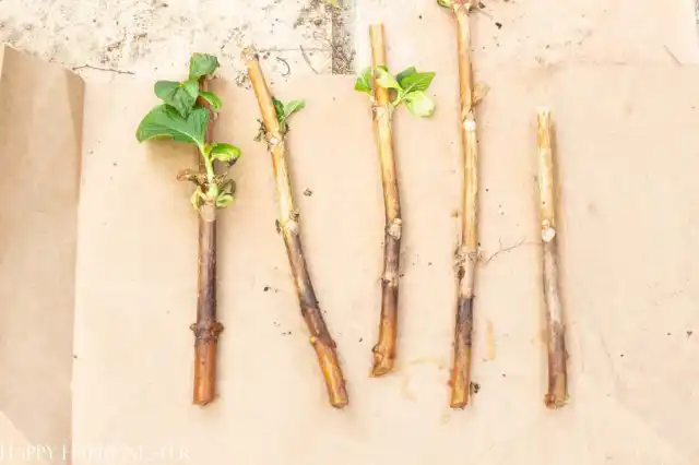 Во время весенней обрезки гортензий можно решить сразу две задачи. Не только обновить и сформировать куст, но и заготовить посадочный материал – черенки.