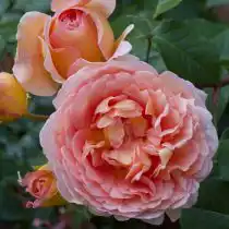 Роза «Абрахам Дерби» (Abraham Darby)