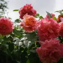 Сорт «Августа Луиза» (Augusta Luise)