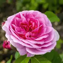 Роза «Гертруда Джекил» (Gertrude Jekyll)
