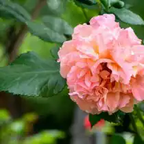 Роза «Кристофер Марлоу» (Christopher Marlowe)