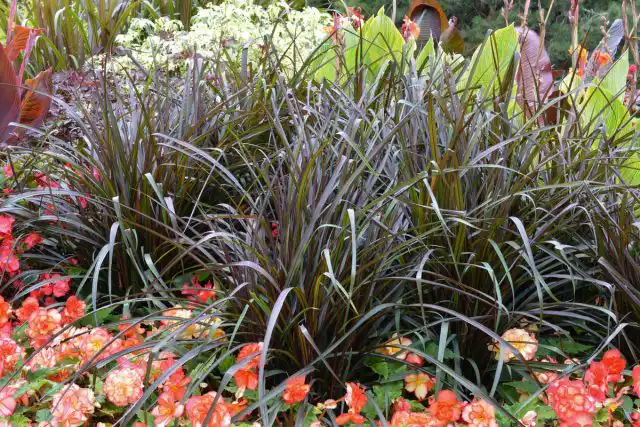 Африканское просо, или Перистощетинник американский (Pennisetum glaucum)