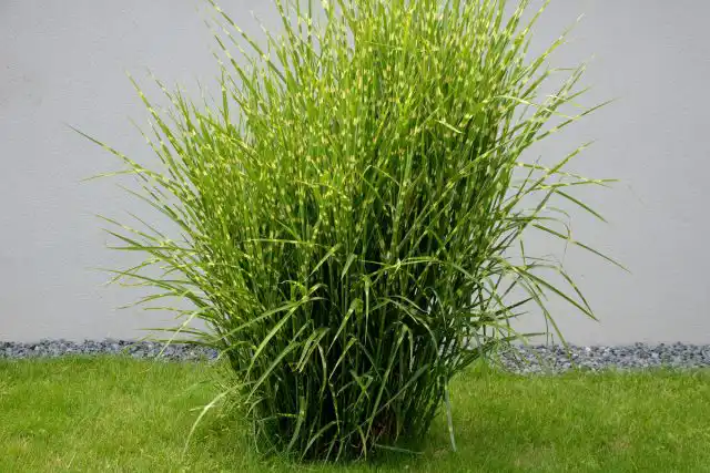 Мискантус китайский «Зебринус» (Miscanthus sinensis 'Zebrinus')