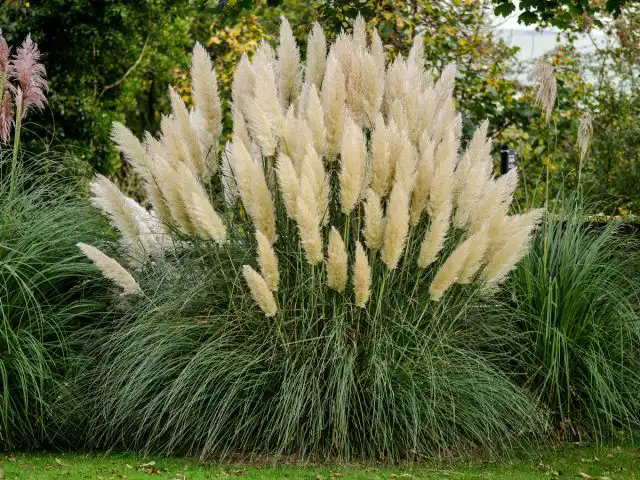 Кортадерия, или Пампасная трава (Cortaderia)