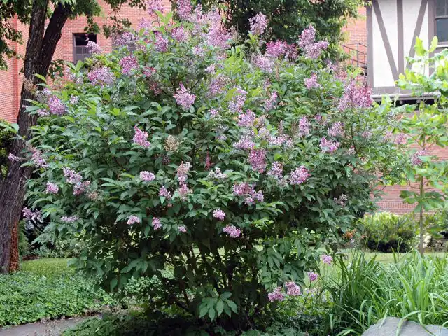 Сирень венгерская (Syringa josikaea)