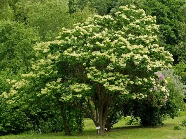 Сирень амурская (Syringa amurensis)