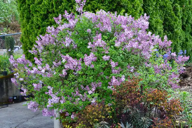 Сирень Мейера (Syringa meyeri)