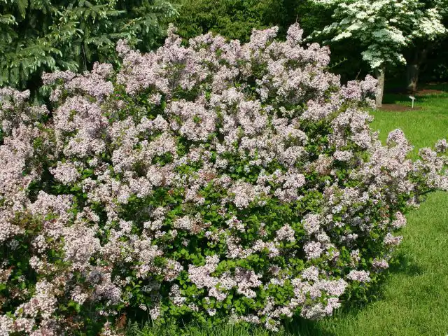 Сирень мелколистная (Syringa microphylla)