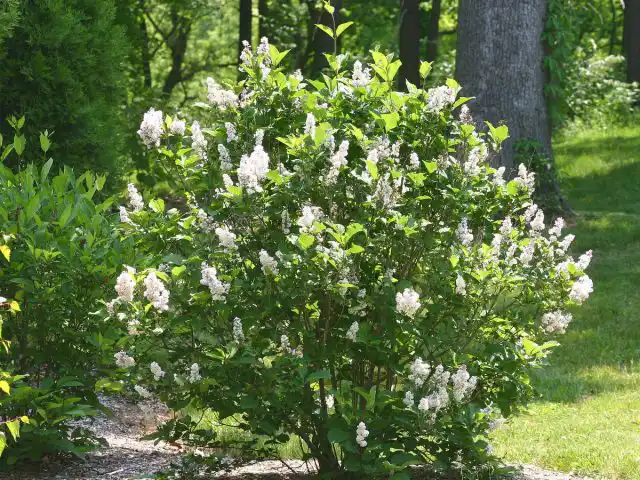 Сирень мохнатая, или волосистая (Syringa villosa)
