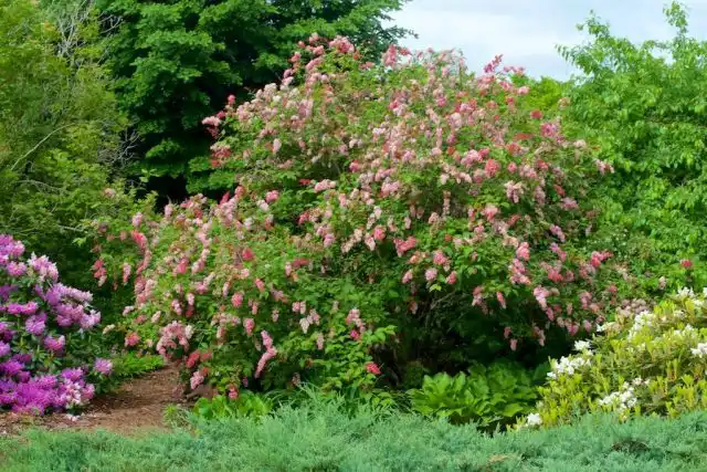 Сирень Престон (Syringa x prestoniae)