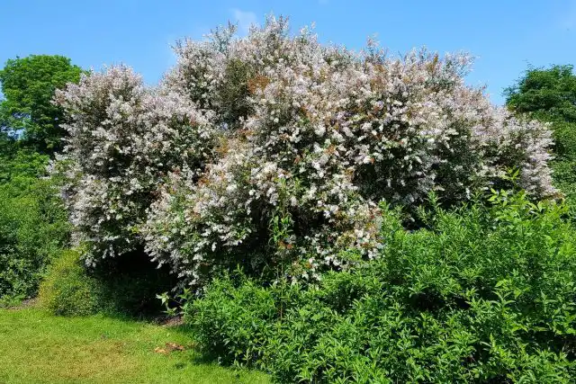 Сирень Звегинцова (Syringa sweginzowii)