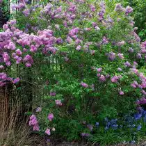 Сирень персидская (Syringa persica)