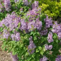 Сирень гиацинтоцветная (Syringa hyacinthiflora)