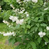 Сирень гималайская (Syringa emodi)