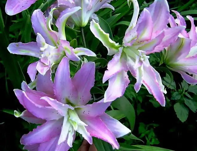 Лилия «Мисс Люси» (Lilium 'Miss Lucy')