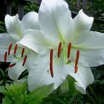 Лилия «Касабланка» (Lilium 'Casa Blanca')
