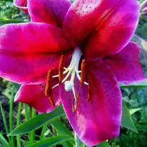 Лилия «Барракуда» (Lilium 'Barracuda')