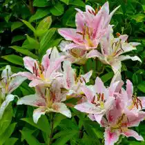 Лилия «Мускадет» (Lilium 'Muscadet')