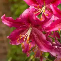 Лилия «Голден Романс» (Lilium 'Golden Romance')