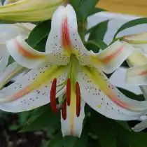 Лилия «Гарден Пати» (Lilium 'Garden Party')