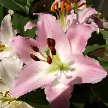 Лилия «Сувенир» (Lilium 'Souvenir')