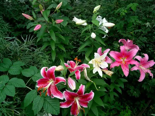 Восточные гибриды, или Ориентальные гибриды (Oriental hybrids)