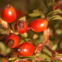 Шиповник «Бакал»