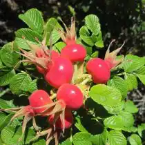 Шиповник «Гейша»