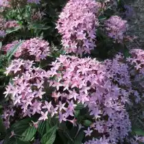 Пентас «Баттерфляй светло лавандовый» (Butterfly Light Lavender)