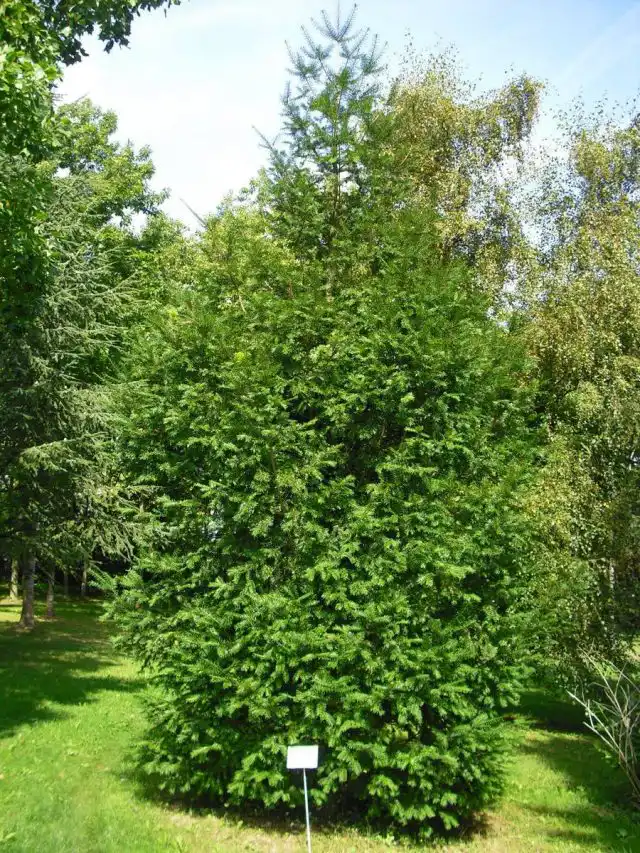 Торрея орехоносная (Torreya nucifera)