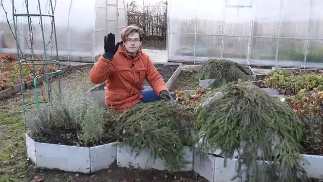Як зберегти хризантему