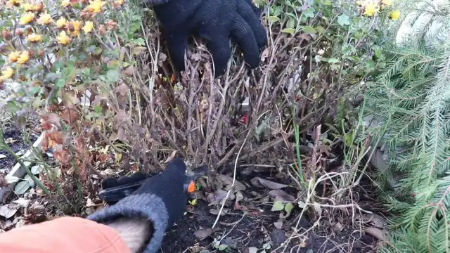 Где хранить мультифлору зимой?