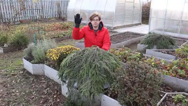 Як укрити крупнолисту гортензію