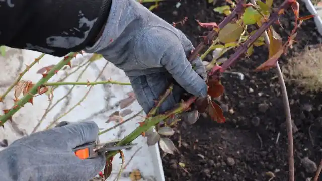 Зачем проводится обрезка роз осенью?