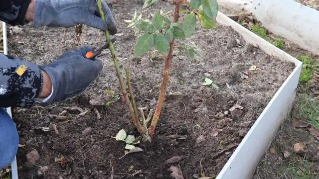 Когда и как проводится обрезка?