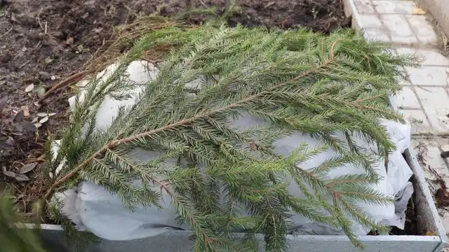 Как укрыть кусты роз на зиму?