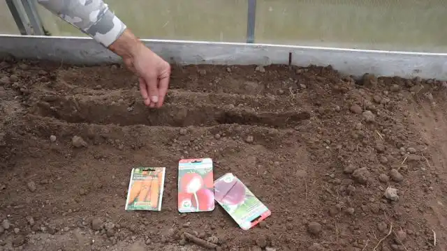 Сажаем корнеплоды