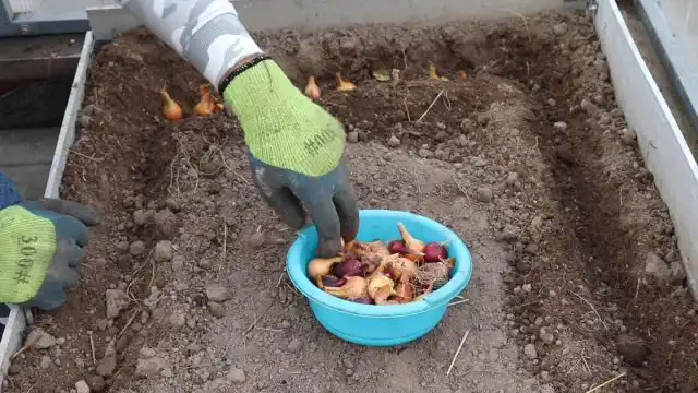 Сажаем лук-севок