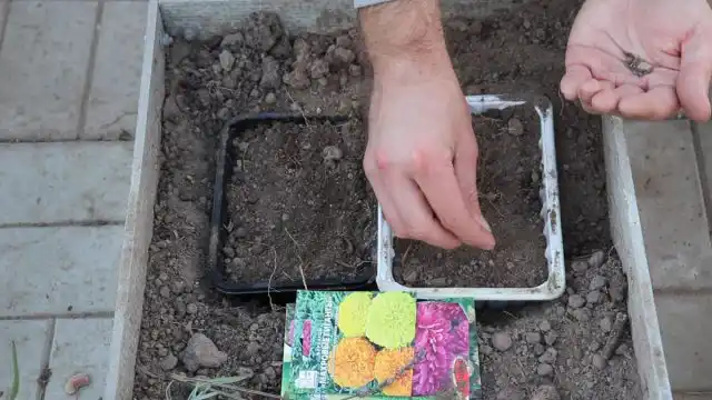 Сажаем цветы