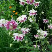 Безшпорцевые махровые аквилегии