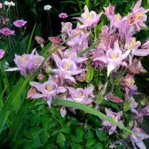 Миниатюрные аквилегии